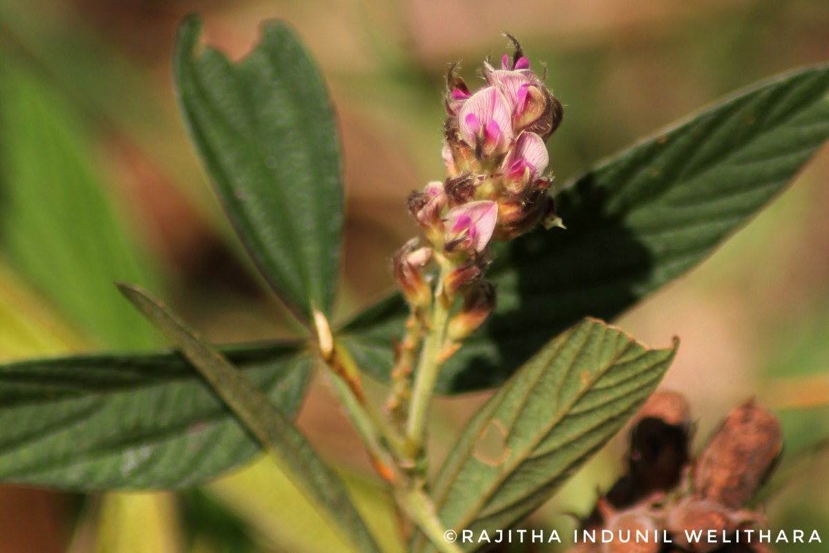 Flemingia lineata (L.) Roxb. ex W.T.Aiton